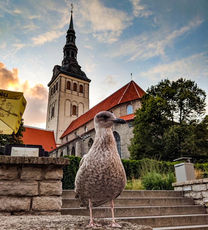 Tallinn City Walls (16 of 14)