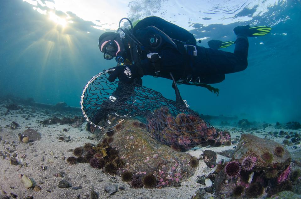 A scuba diver collects purple urchins that will be ranched.