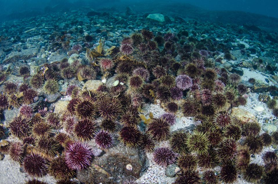 Purple urchins cover every square inch of what used to be a vibrant kelp forest.