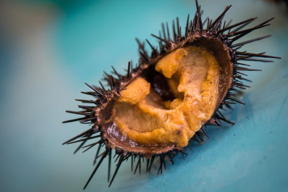 Inside of a ranched purple urchin.