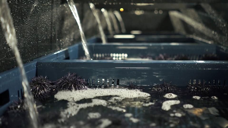 Raceway system urchin ranching