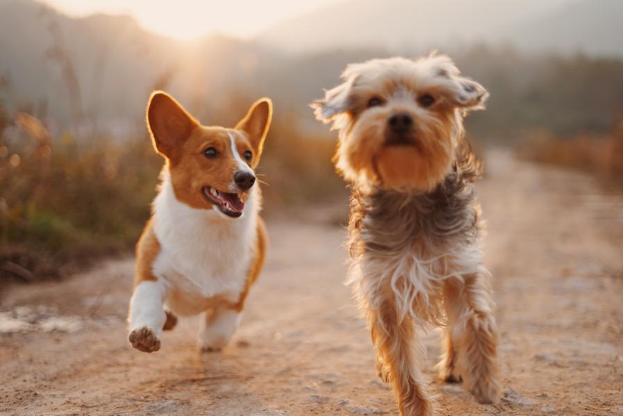 5 Forces Transforming the Animal Health Market