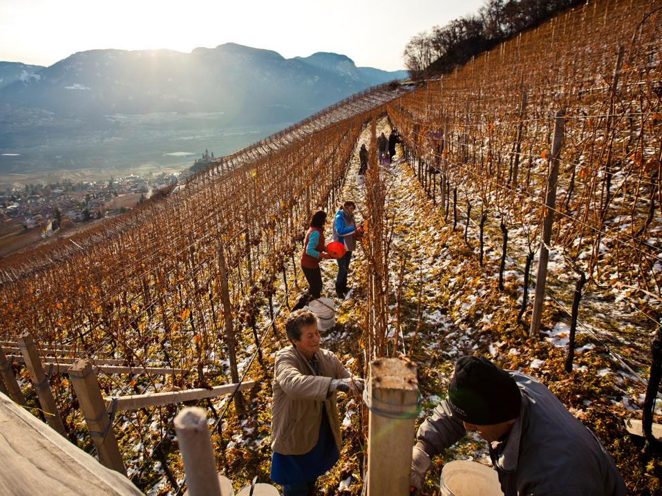 Alpine vineyards, sudtyrol, alto adige, mountain vineyards