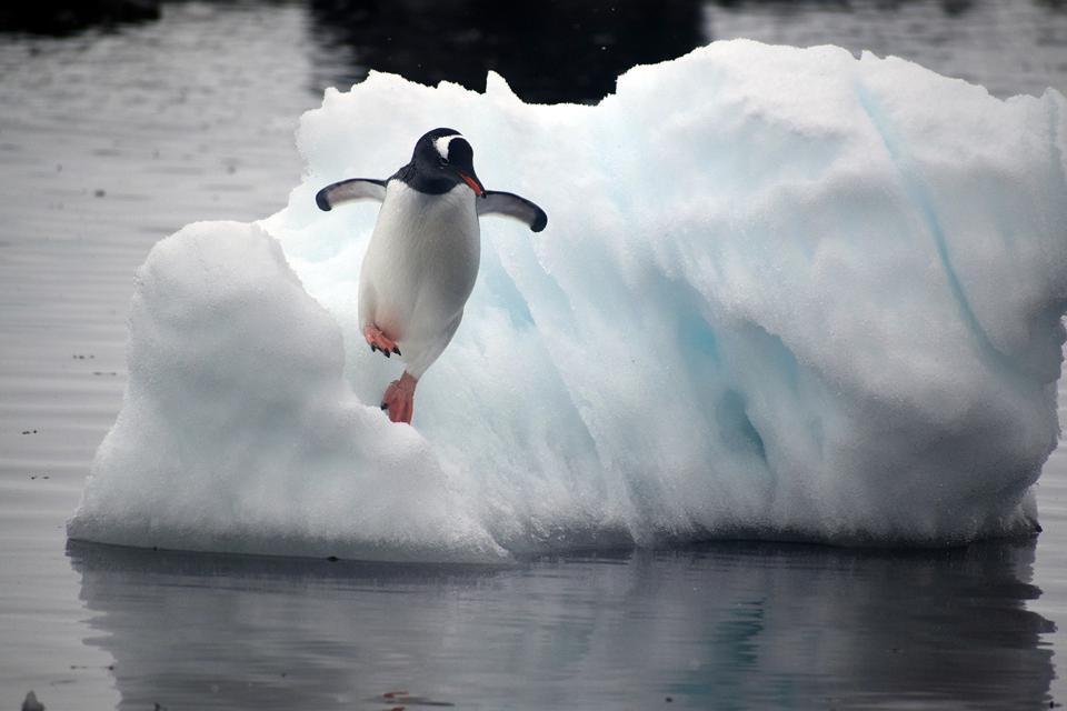 A gentoo penguin leaping off of ice and into water.