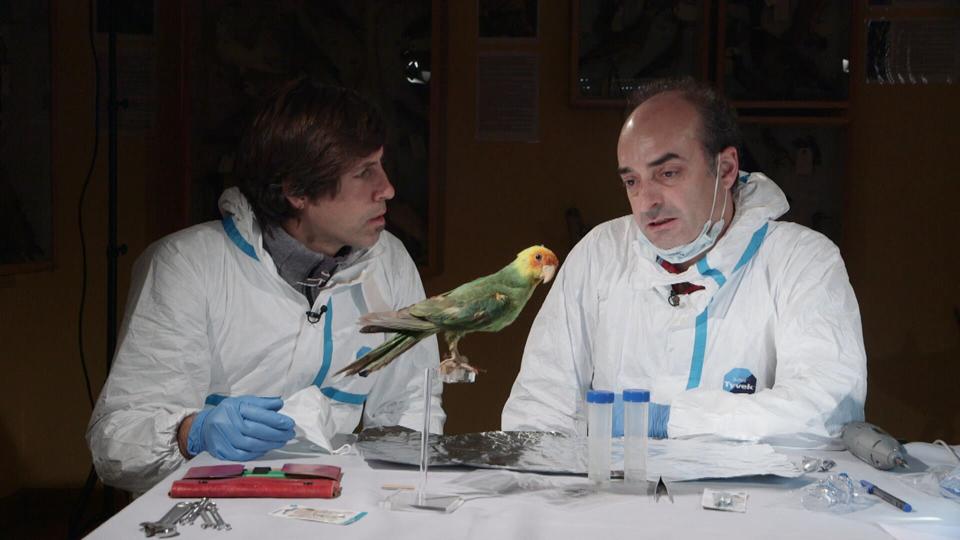 Carolina parakeet Conuropsis carolinensis Marc Durá IBE