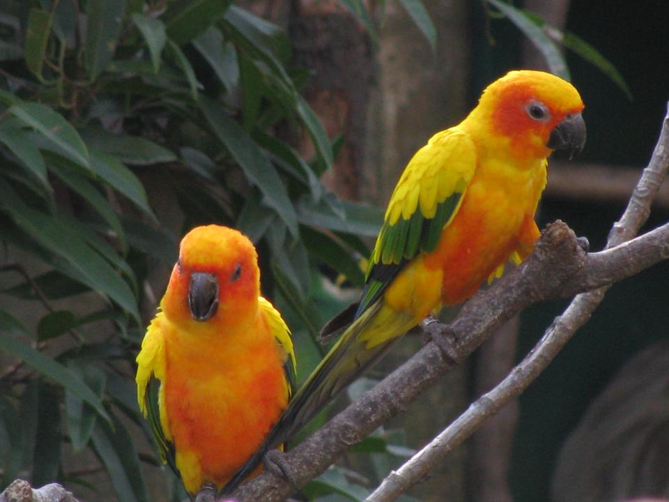 Sun_parakeets_sun_conures_(7987433269)