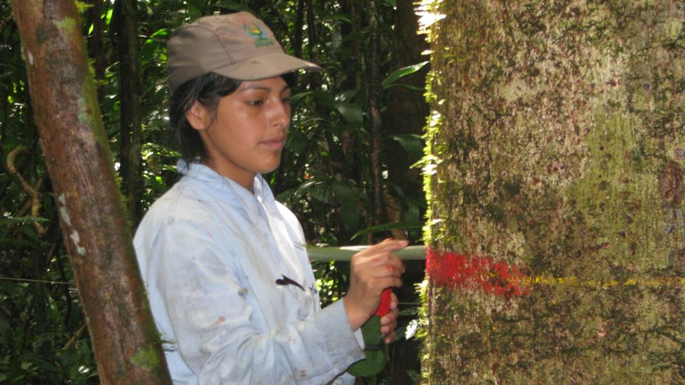 A ForestPlots collaborator marks a tree in a rainforest in Peru.