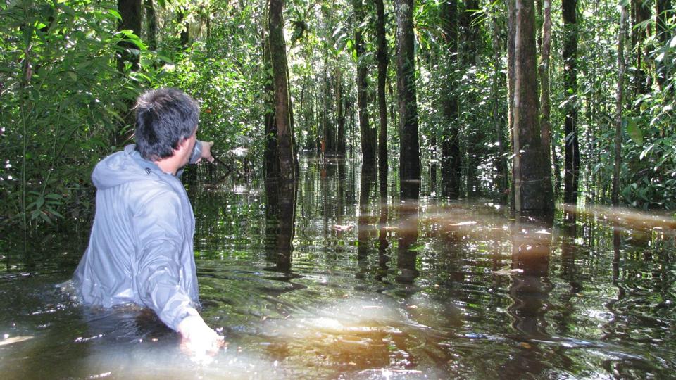 A ForestPlots collaborator wades through a flooded forest in Ecuador to record data
