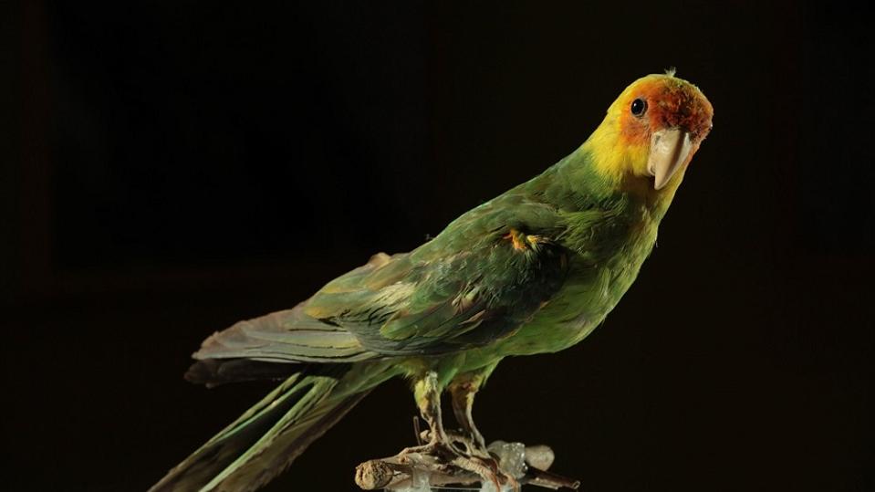 Color photo of Carolina parakeet specimen on a black background