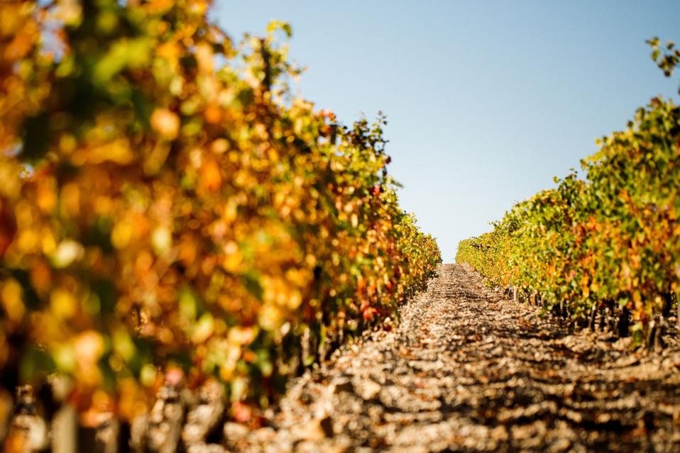 Exploring the Wines of Gérard Bertrand