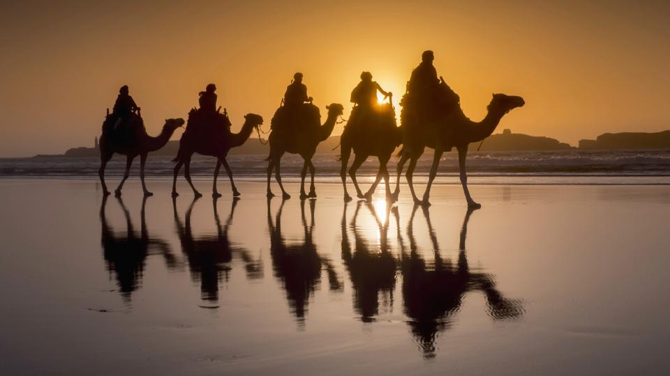 Sunset camel trek on the beach