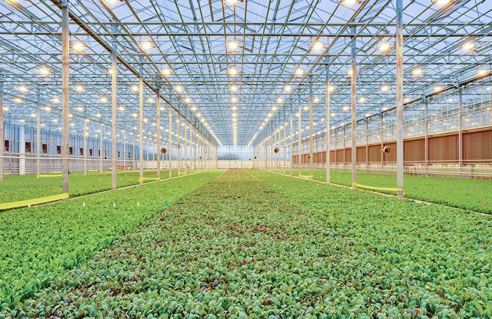 A Safer Romaine Brightfarms Looks To Scale Its Brand Of