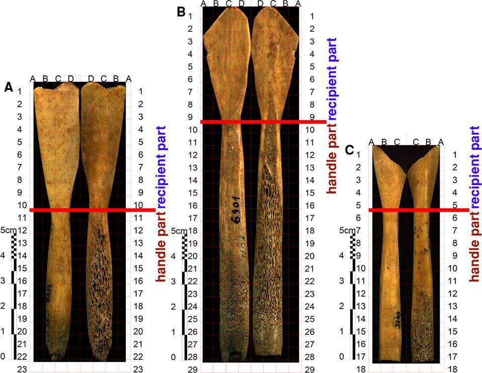Three cow bone spoons from Neolithic Serbia, likely used as teething and weaning tools.