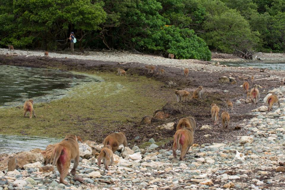 The Amazing Monkey Island In Puerto Rico Where Humans Are The Ones In Cages
