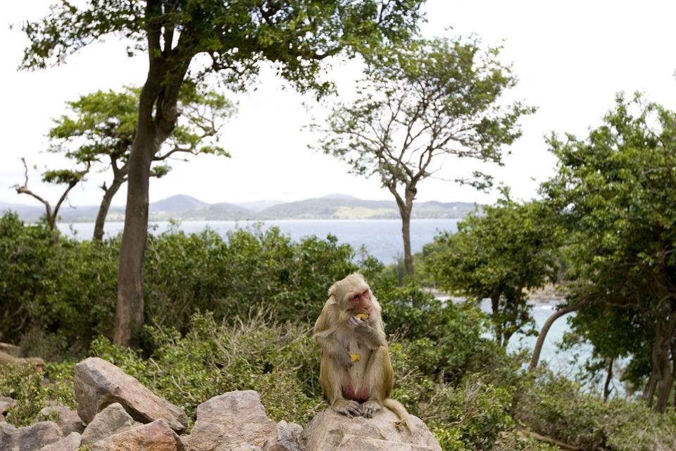 The Amazing Monkey Island In Puerto Rico Where Humans Are The Ones In Cages