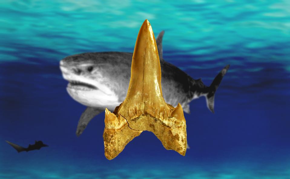 Tooth of Cretodus houghtonorum with its hypothetical body restoration in the background.