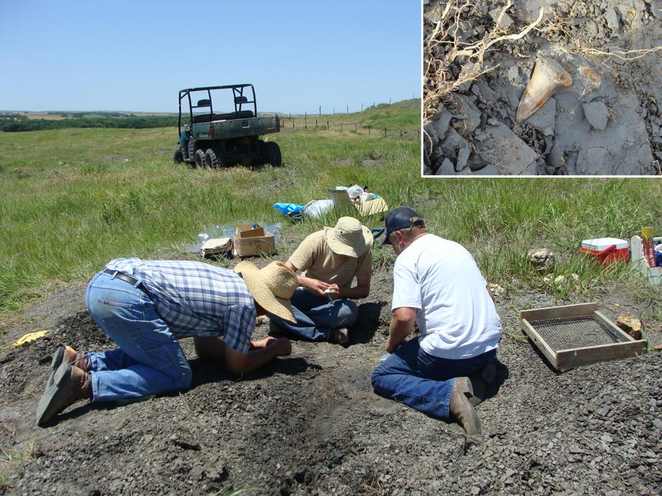 Excavation of a partial skeleton of the newly described, 91-million-year-old fossil shark.