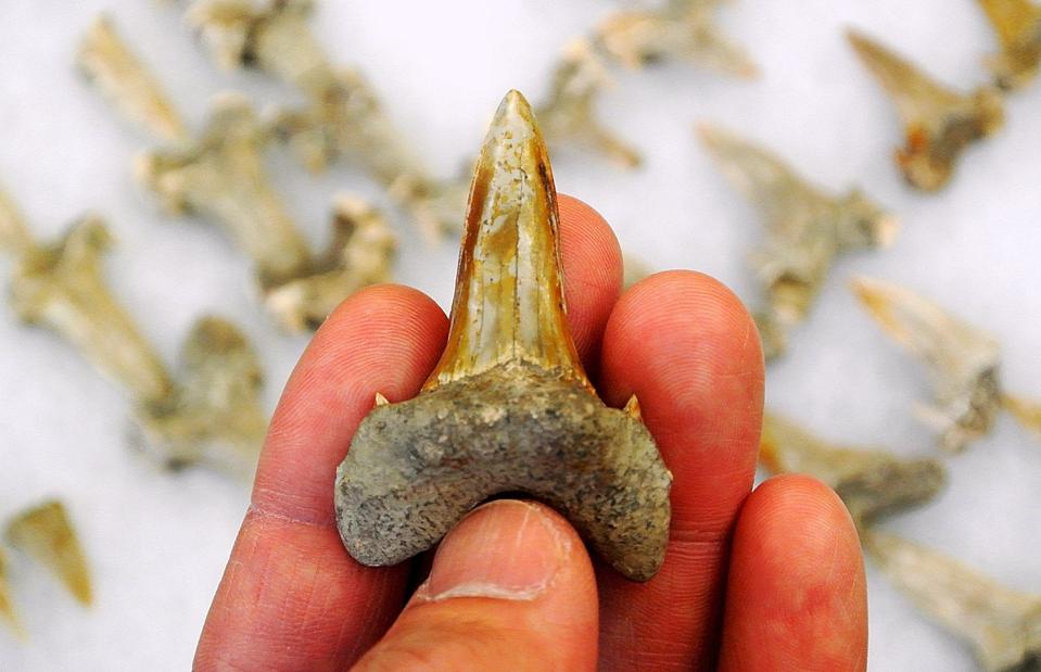 Close-up view of one of over 100 associated teeth of Cretodus houghtonorum.