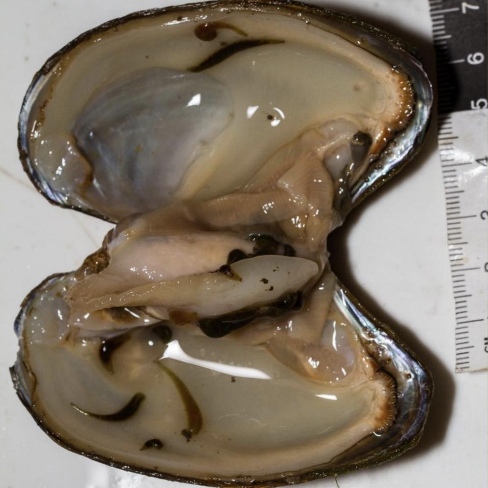 freshwater mussels with leeches inside