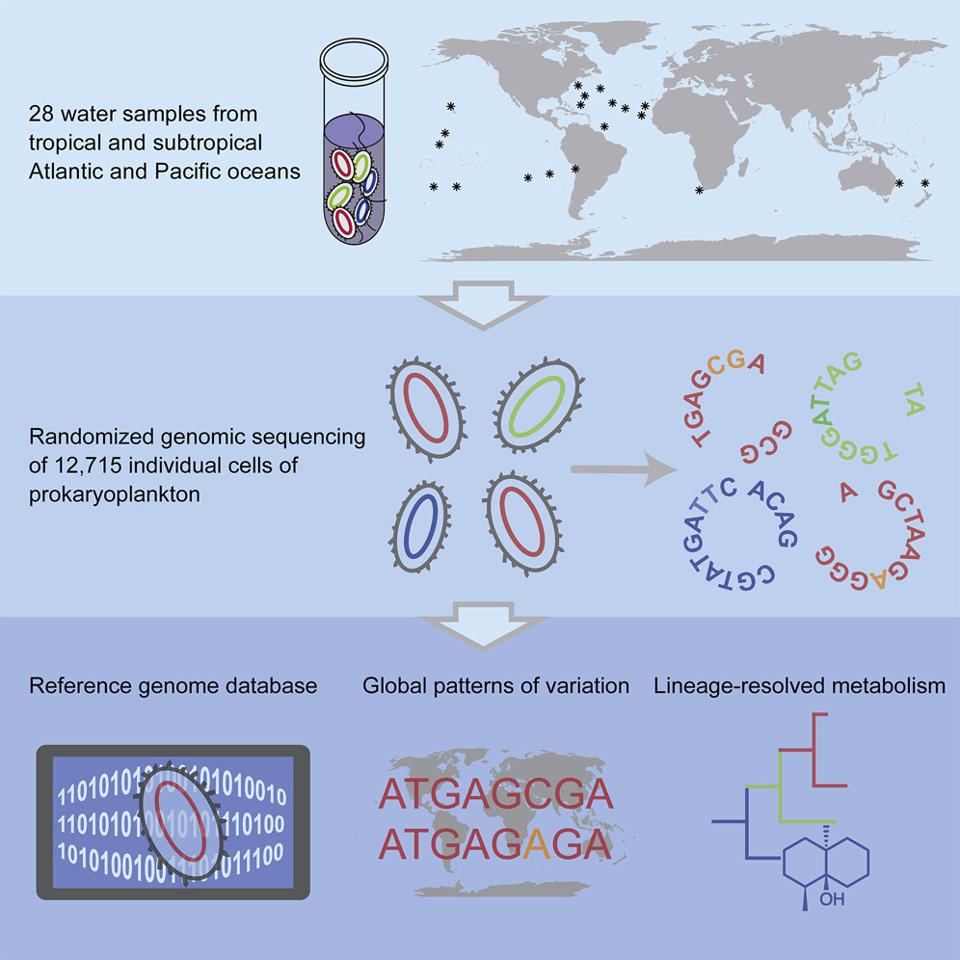 Depiction of study including sample locations, genome sequencing, and genome database compilation.
