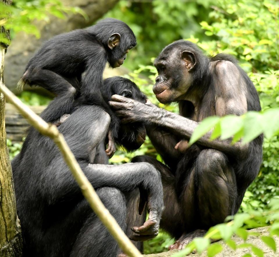 Bonobos, along with chimpanzees, are the two species most closely related to human beings.