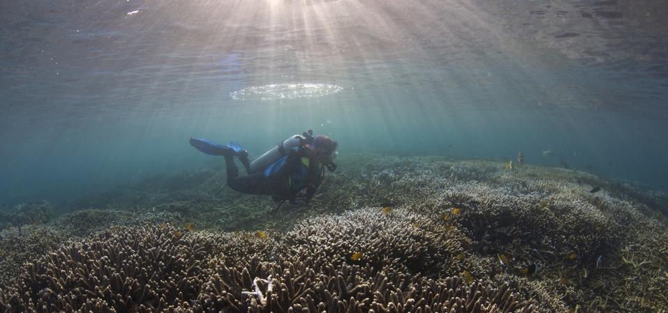 Anna Oposa Diving at a marine sanctuary.