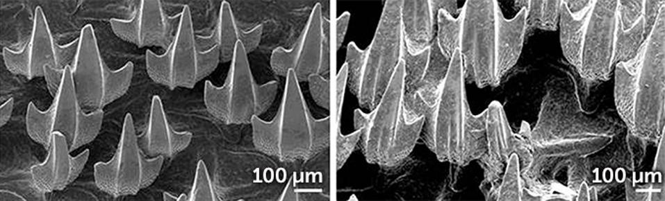 Scanning electron micrographs show that the denticles of puffadder shysharks kept in pH 7.3 water for nine weeks (right) were substantially more degraded than those of sharks kept in normal ocean water (left).