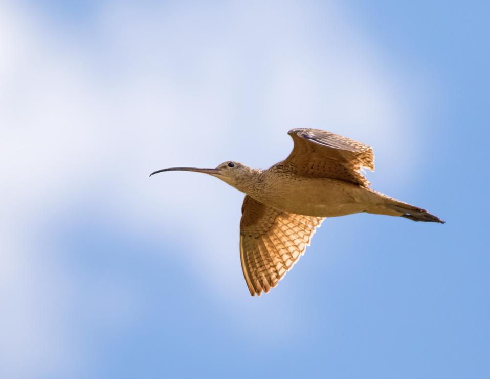 Long-billed_Curlew_Nick-Saunders