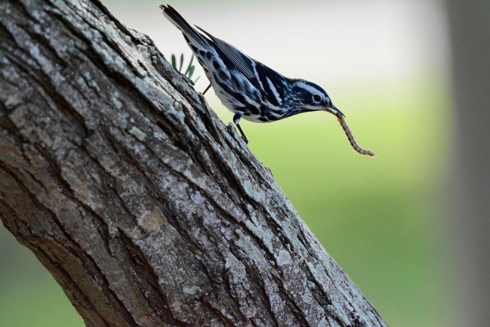 Black_and_white_Warbler_Kyle_Horton