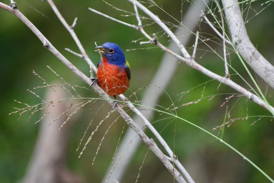 Painted_Bunting_Kyle_Horton