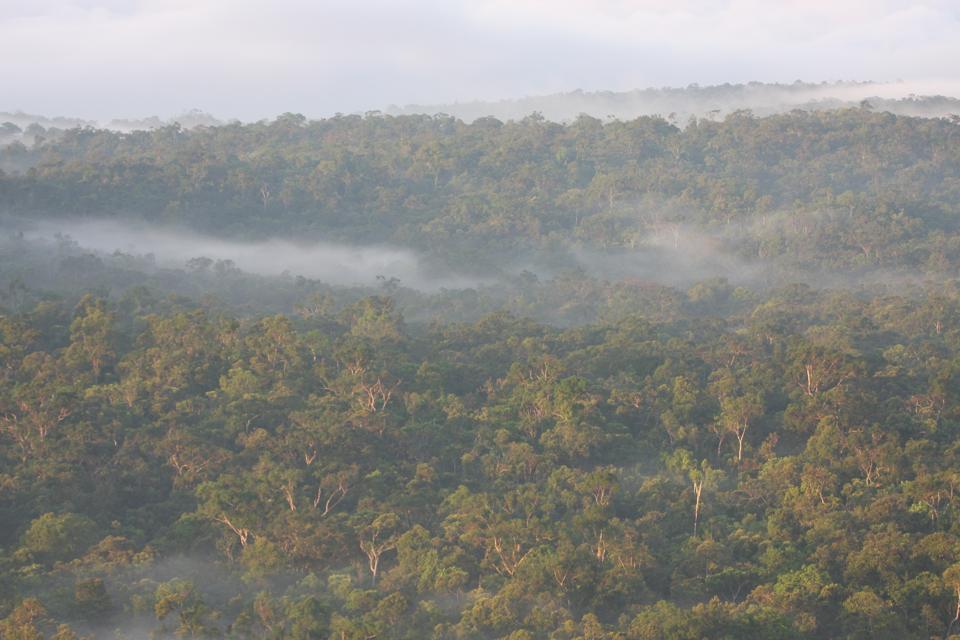 Isla de Peleng Hill Forest Philippe Verbelen sulawesi indonesia