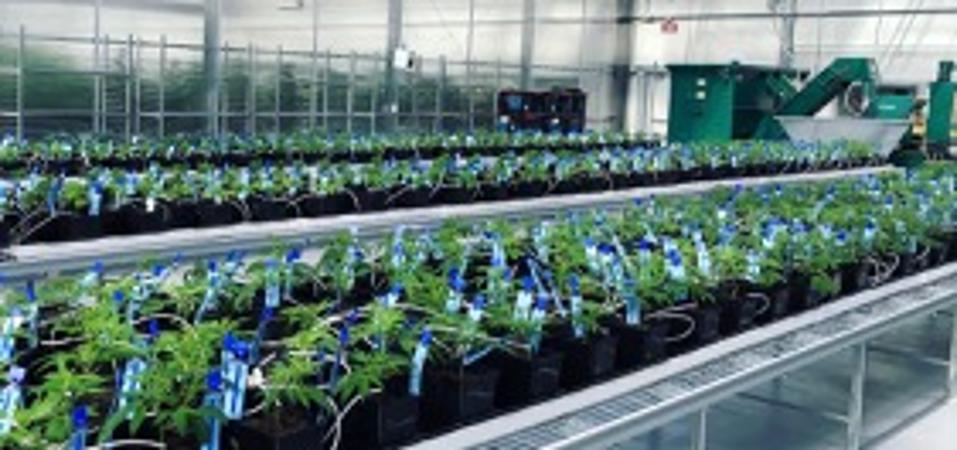 clones in the veg room