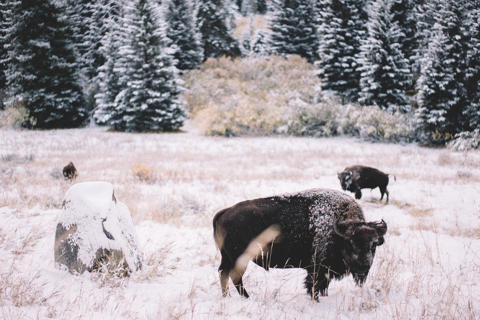 Montana Bison Big Sky Yellowstone