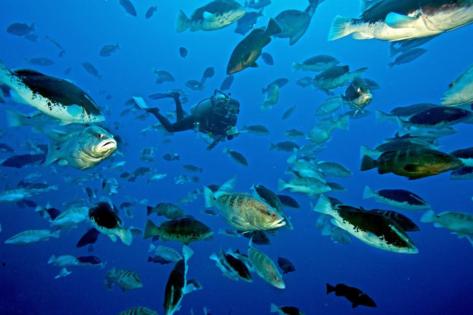 aggregation of fish with a diver in the middle.