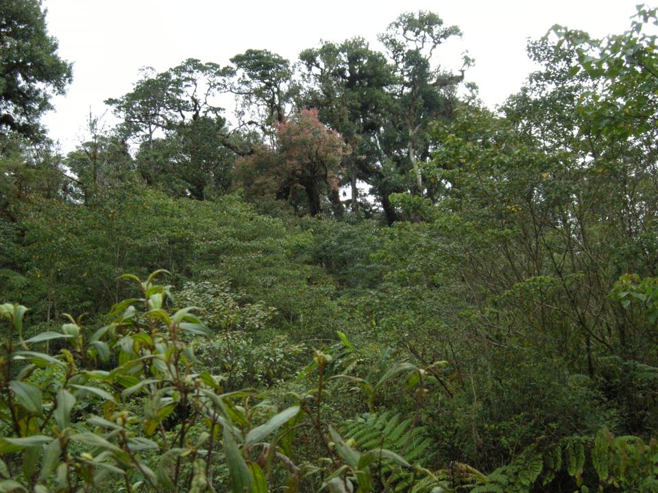 Bosque nuboso Taliabu Bram Demeulemeester