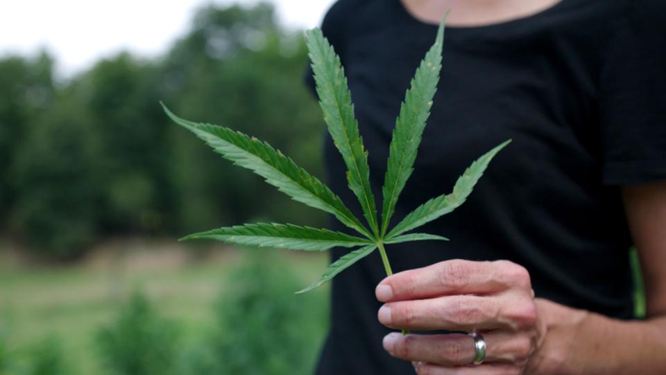 Leah Garces holding leaf on Mike Weaver's farm.