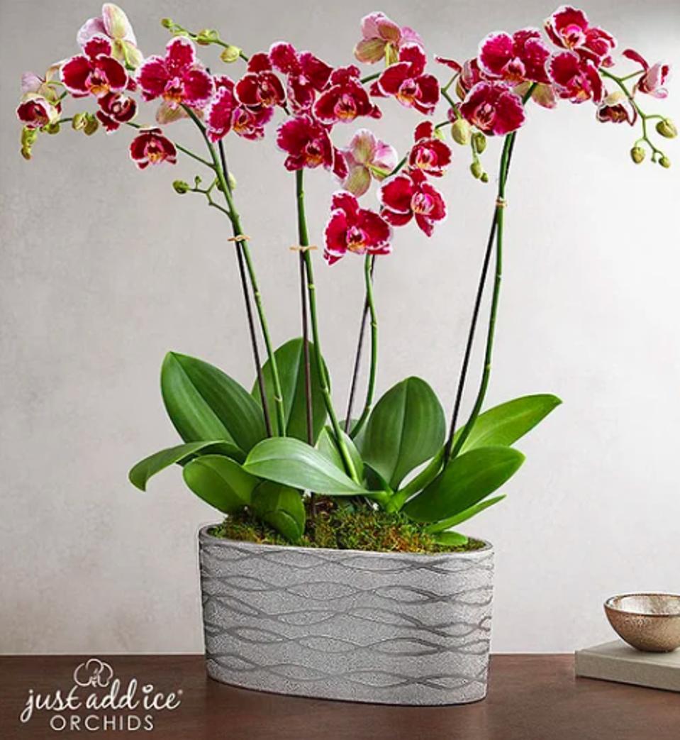 Valentine S Flowers To Send Her