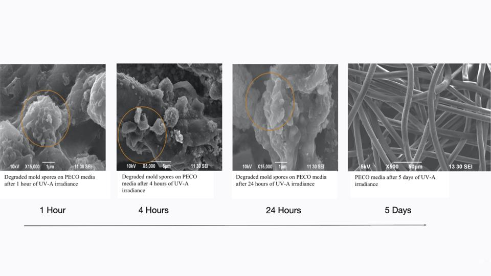 Mold Growth PECO (magnified)