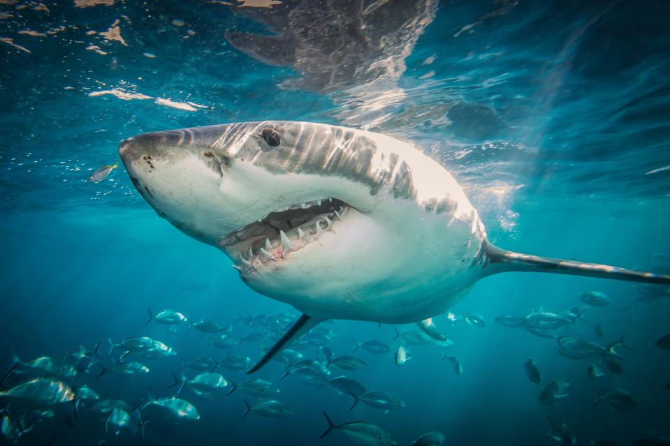 The Worldwide Shark Attack Summary For 2019 The Worldwide Shark Attack Summary For 2019