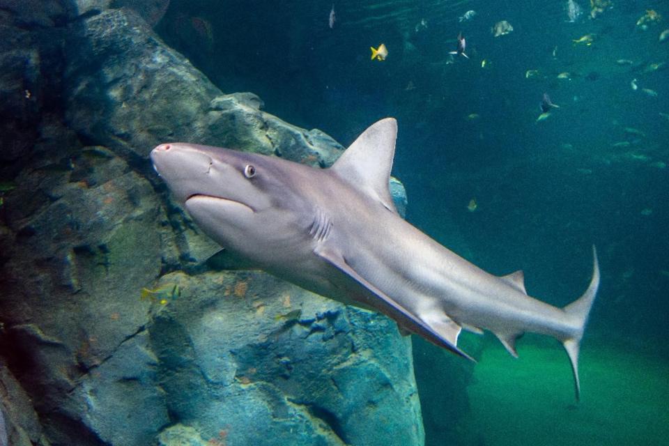 St. Louis Aquarium at Union Station