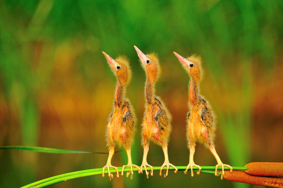 Amazing Birds: 20 Shortlisted Images Competing For Bird Photographer Of The Year 2020