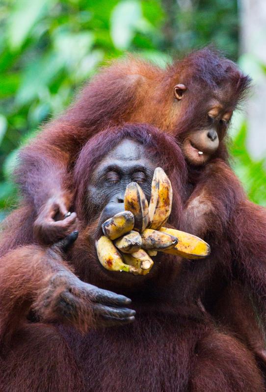 12 Funny Animal Photos: An Appetizer for the Comedy Wildlife