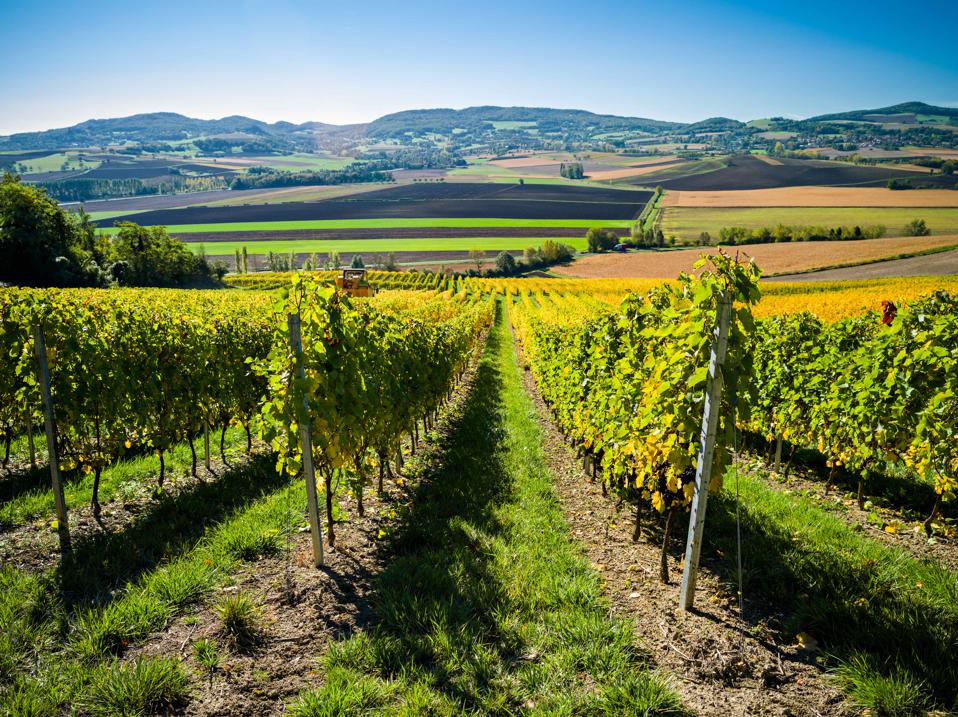 Vineyard in the Auvergne, France