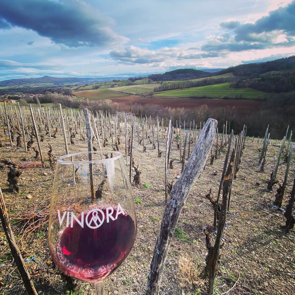 Vines older than 100 years in the Auvergne