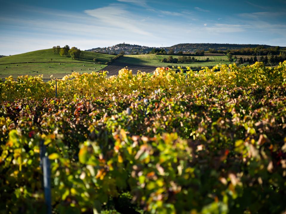 VIneyards in the Auvergne