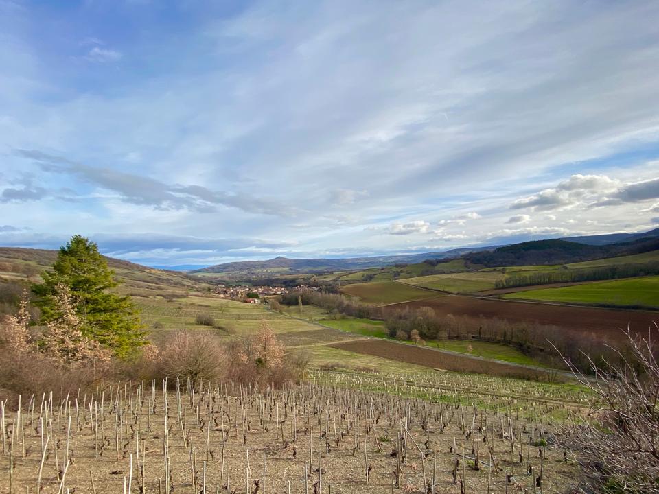 Vineyard near Boudes