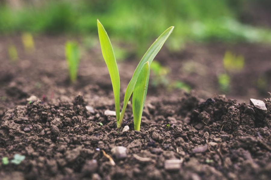 How Regenerative Ag Is Shaping The Future Of Food
