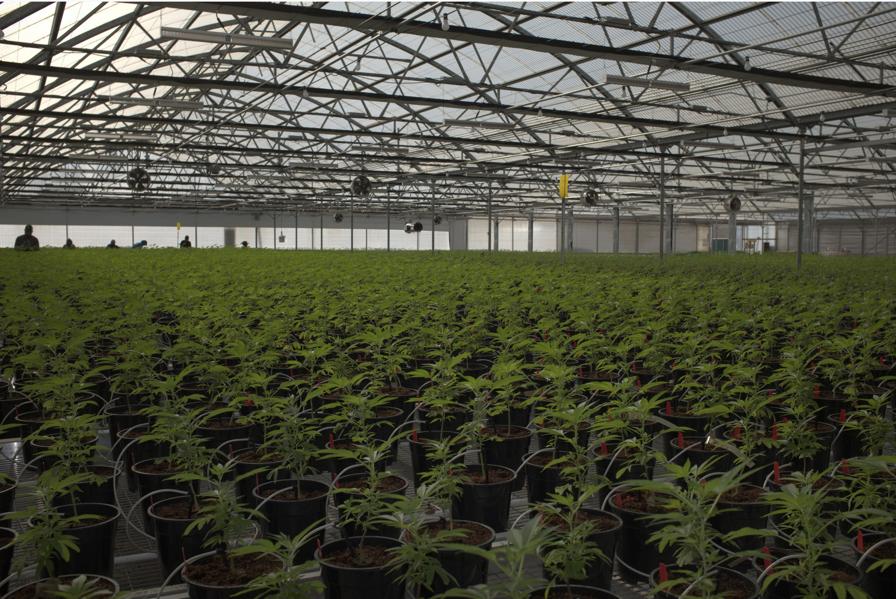 Glass House Shows Us Its New, Massive 355K Square Feet Cannabis Greenhouse
