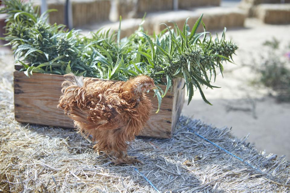 Sonoma Hills Farm, Aaron Keefer, cannabis farmer, organic cannabis, craft cannabis