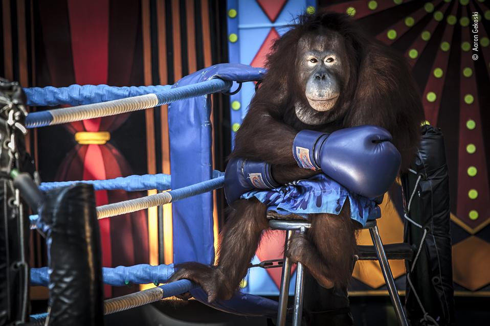 Heart-wrenching image of a performing  Orangutan.